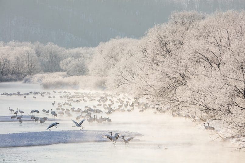 Cranes Frolicking