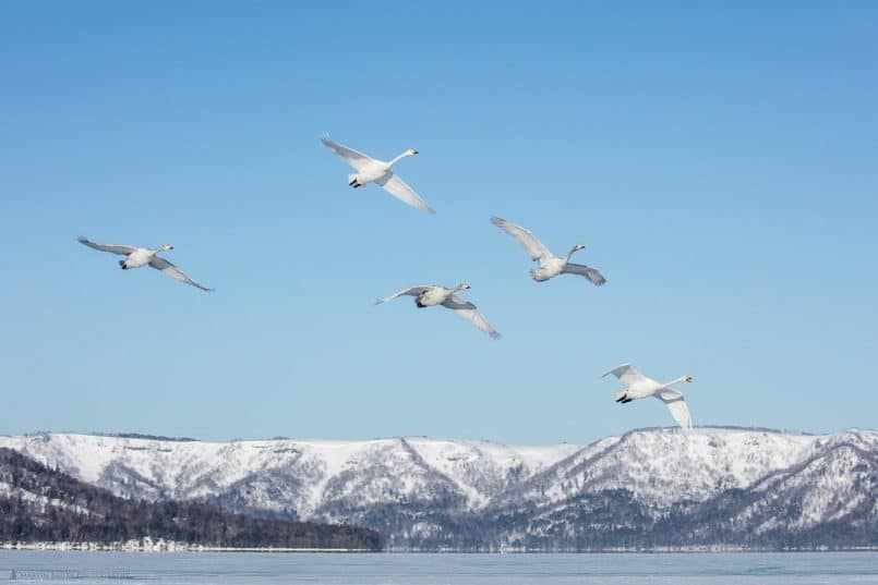 Whooper Swans Arrive