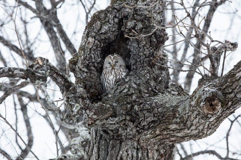 Ural Owl in Tree