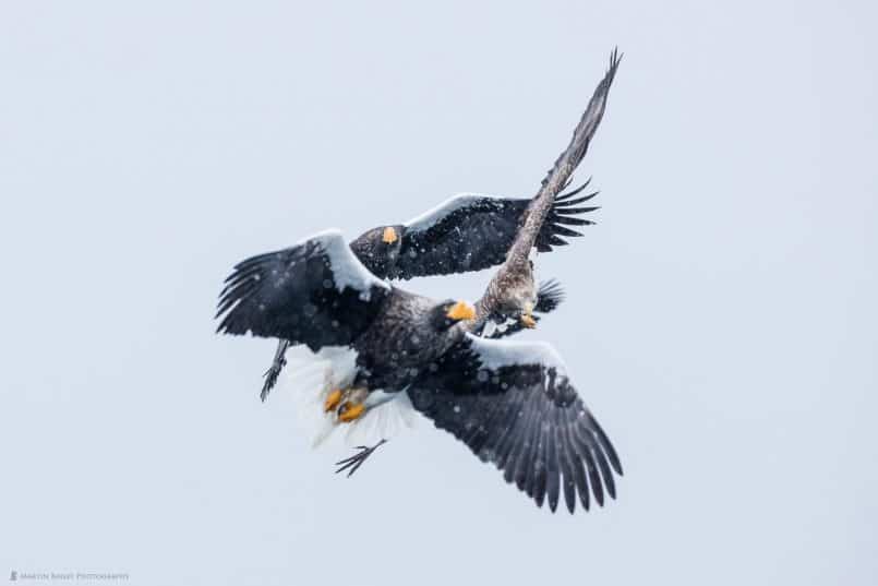 Four Sea Eagles