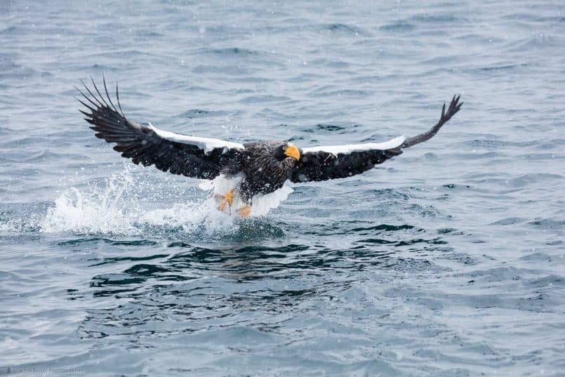 Steller's Sea Eagle Catching Fish