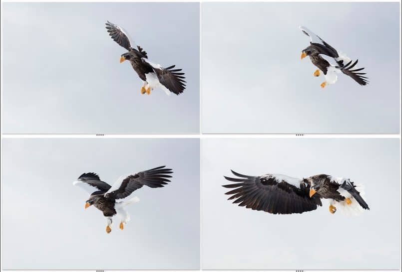 Four Stellers Sea Eagles