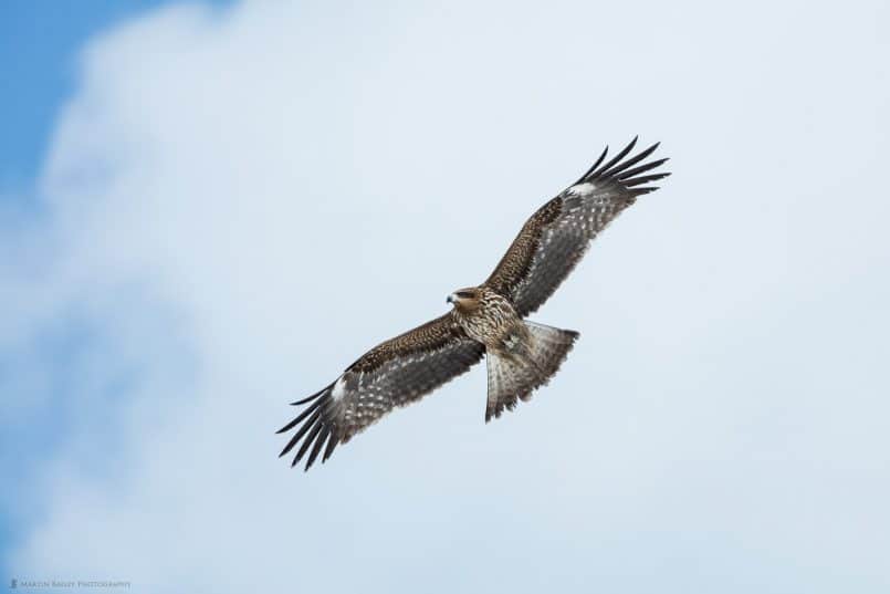 Black-Eared Kite