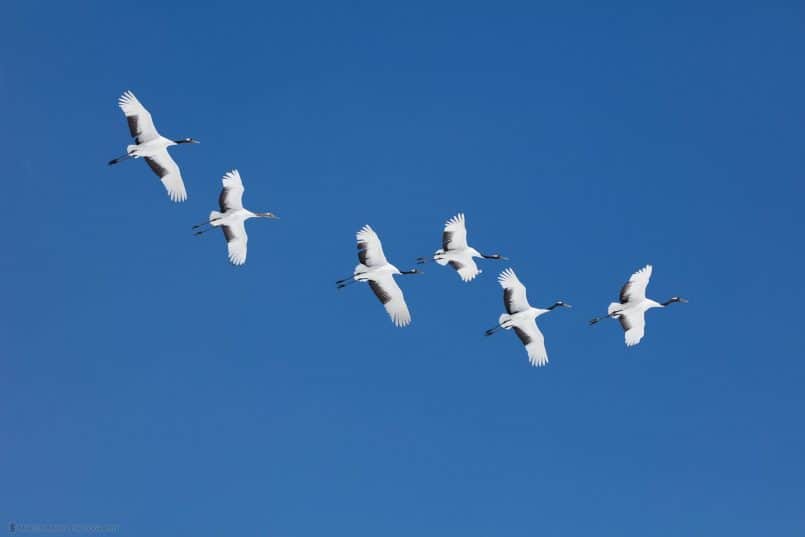 Six Red-Crowned Cranes in Flight