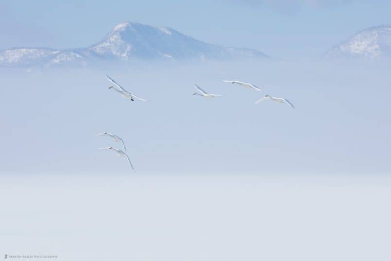 Whooper Swans' Misty Approarch