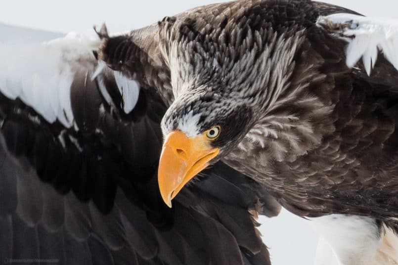 Steller's Sea Eagle 100% Crop