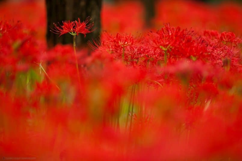 Sea of Red - New Processing