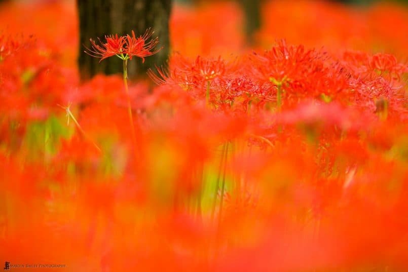 Sea of Red - Original Processing