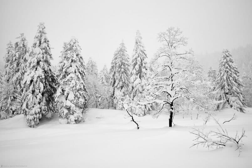 Mount Asahi Trees - Capture One Pro 9