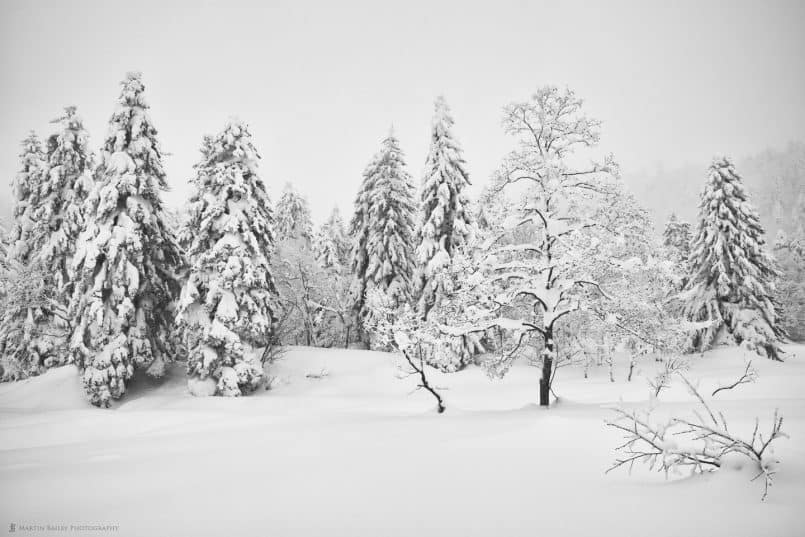 Mount Asahi Trees - Silver Efex Pro