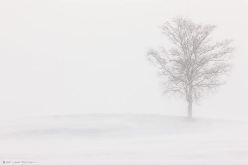 Lone Tree on a Hill