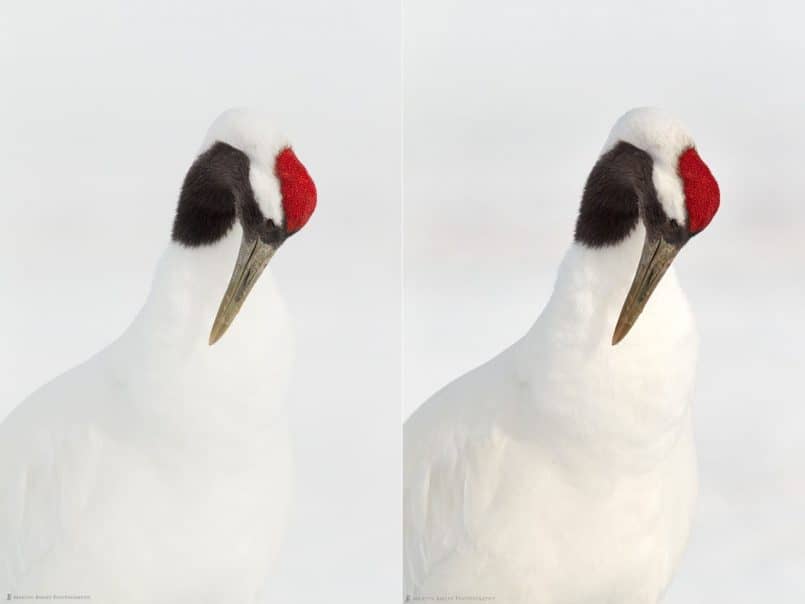 Tanchou Study #7 - Lightroom (left) and Capture One (right)