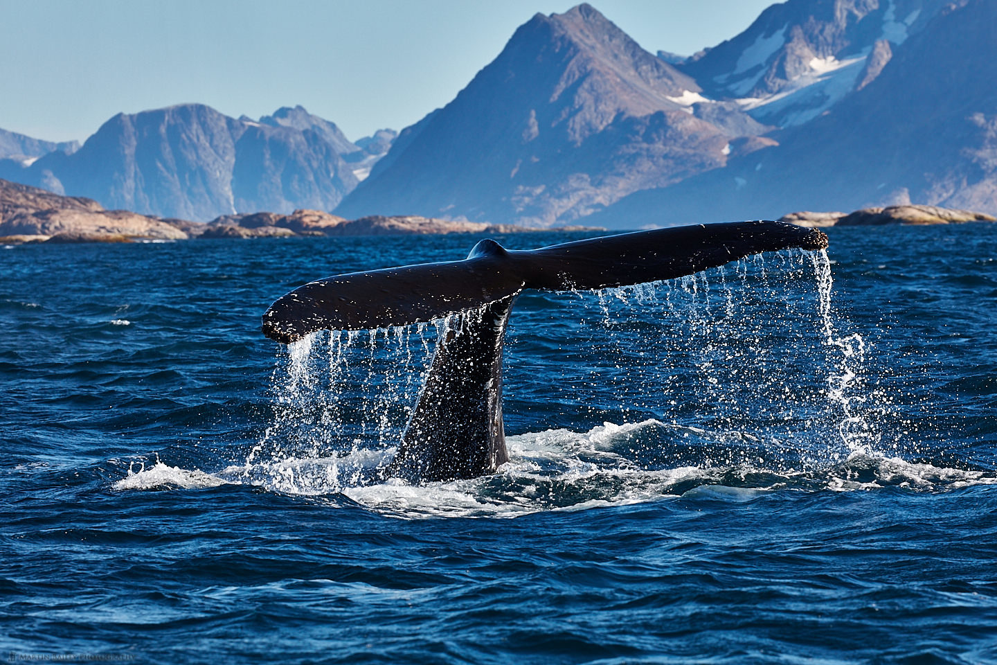 Humpback Whale Fluking