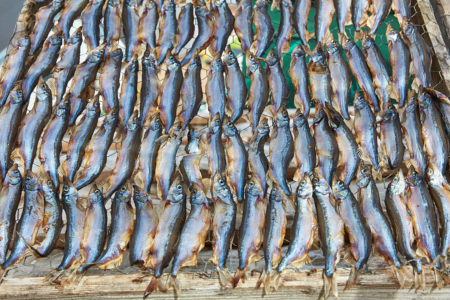 Drying Capelin