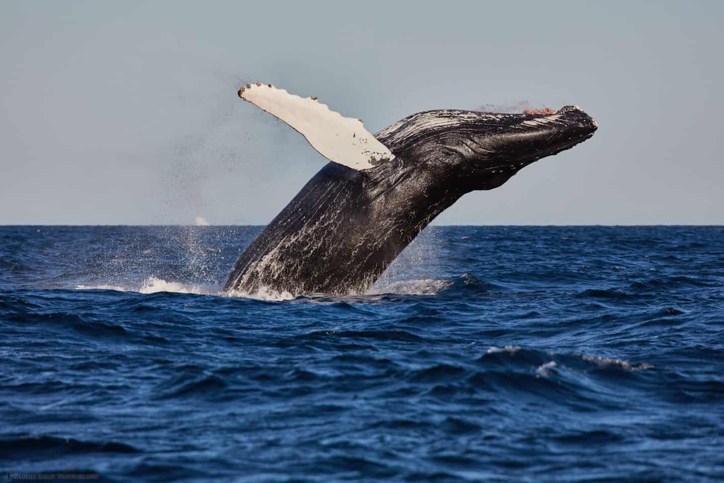 East Greenland Part 3 – Breaching Whale Photos! (Podcast 541)