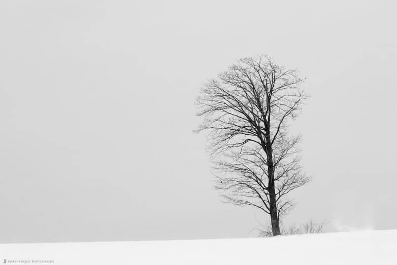 Tree with Little Snow Devil