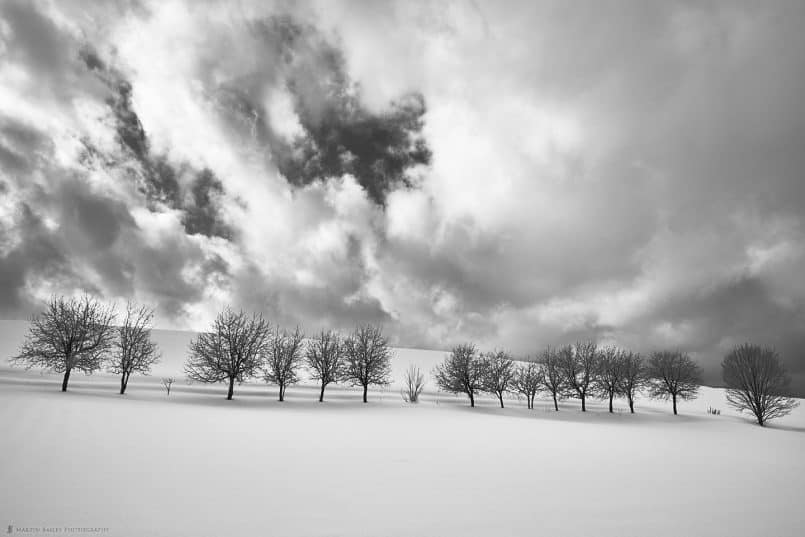 Takushinkan Trees with Big Sky