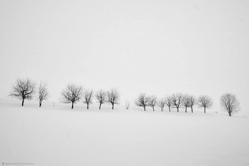 Takushinkan Trees in Snow