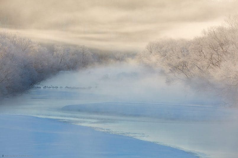 Cranes in River Mist at Dawn