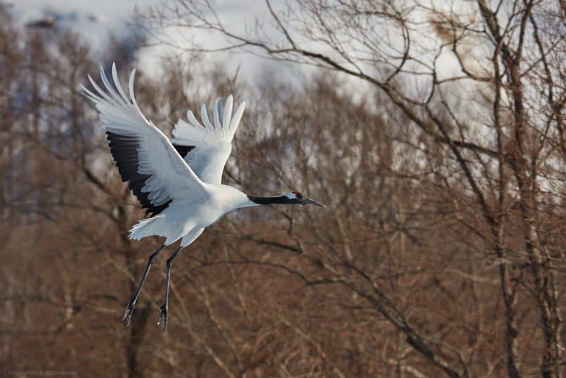 Crane in Front of Trees