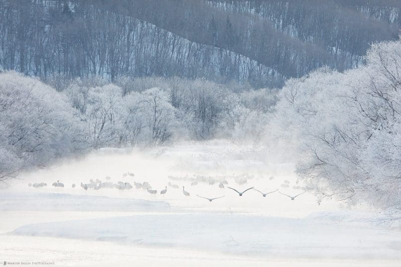 Cranes Take Flight at River