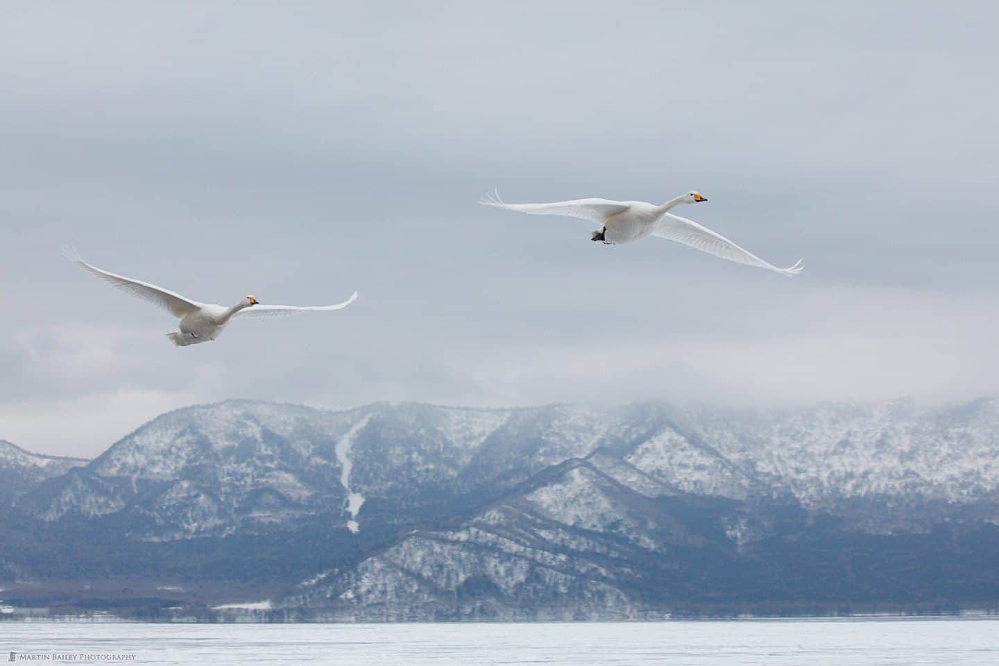 2017 Japan Winter Wildlife Photography Tour 1 Travelogue #2 (Podcast 562)