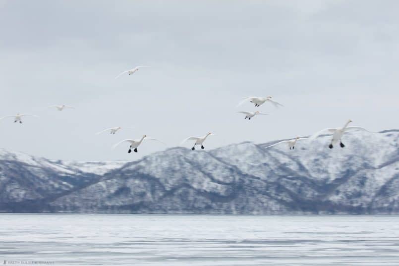 Whooper Swan Slow Fly In