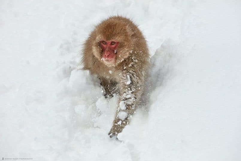 Shoulder High Snow