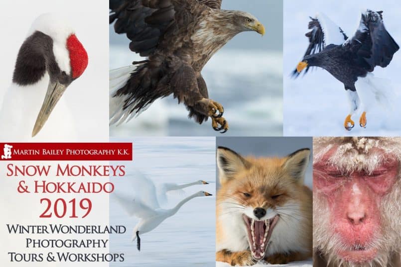 Snow Monkeys & Hokkaido Tour 2019