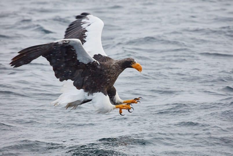 Steller's Sea Eagle with Talons Out