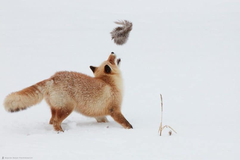 Frolicking Fox