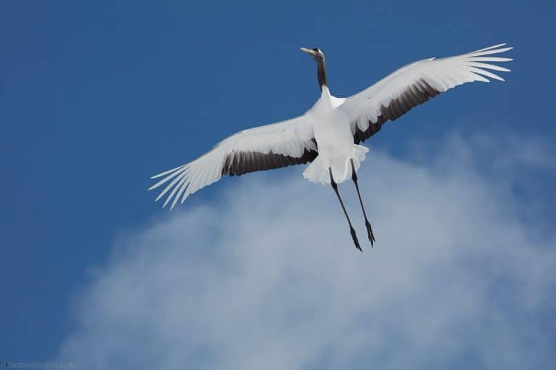 Crane in Flight