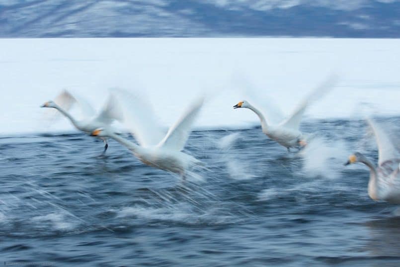 Swan Frenzy