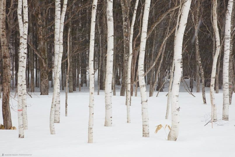 Haunted Trees without ICM