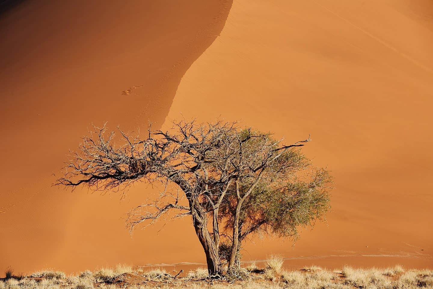 Dune #12 & Tree (from 250 ft)