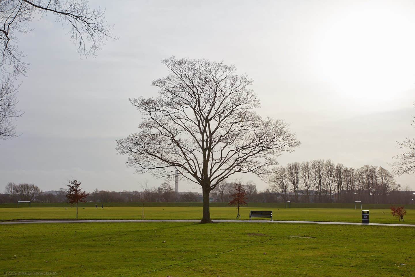 Tree and Power Station (50mm from 55m)