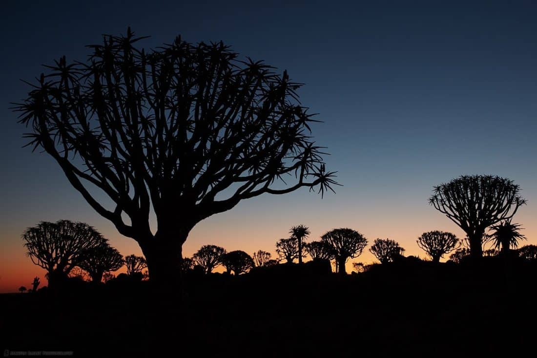 Dusk Quiver Trees