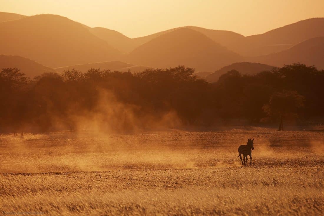 Zebra at Dusk