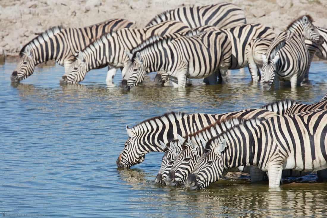 Zebras at the Waterhole