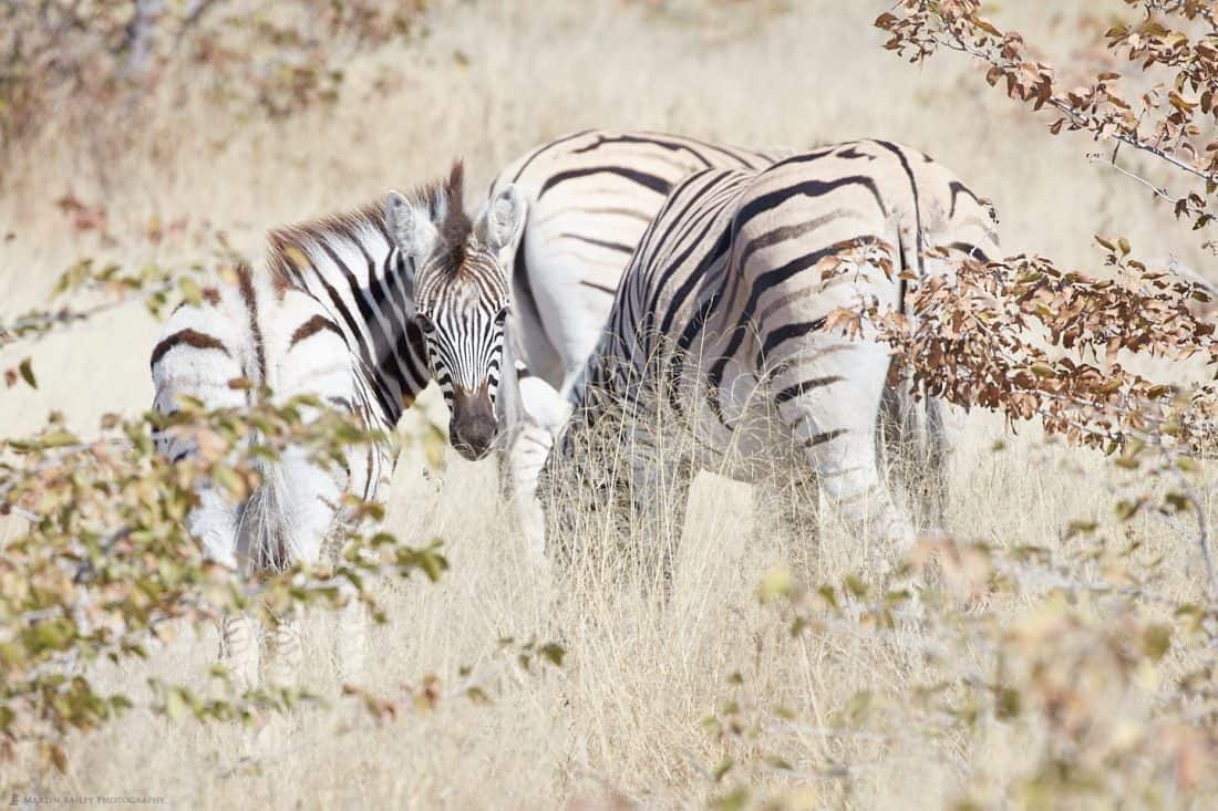 Zebra Through Long Grass