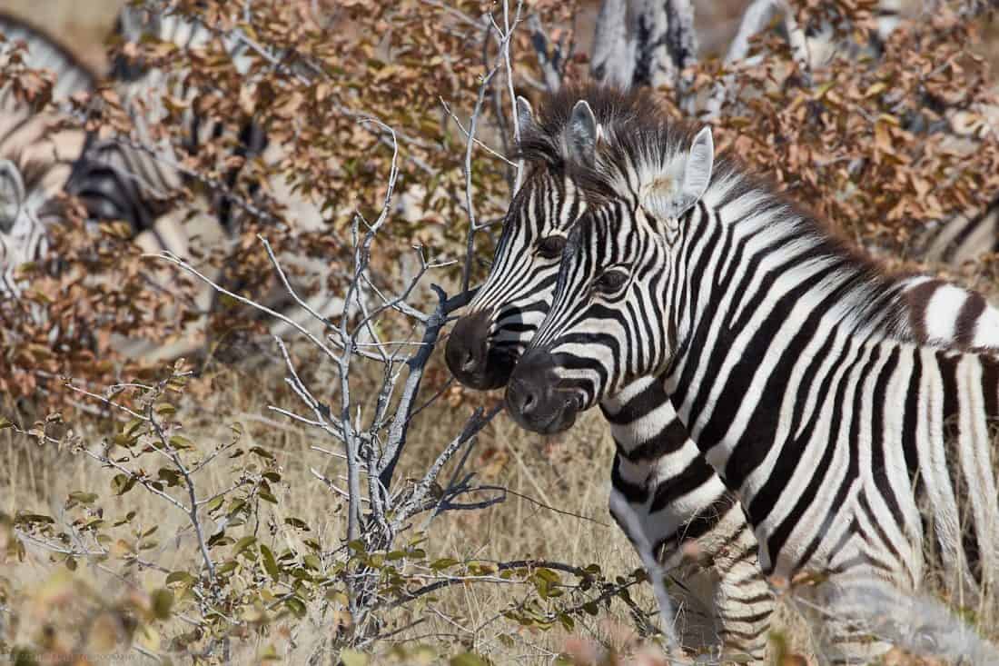 Two Juvenile Zebras