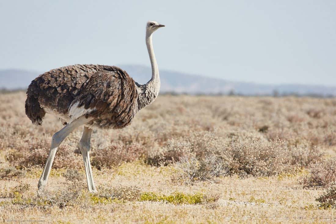 Female Ostrich