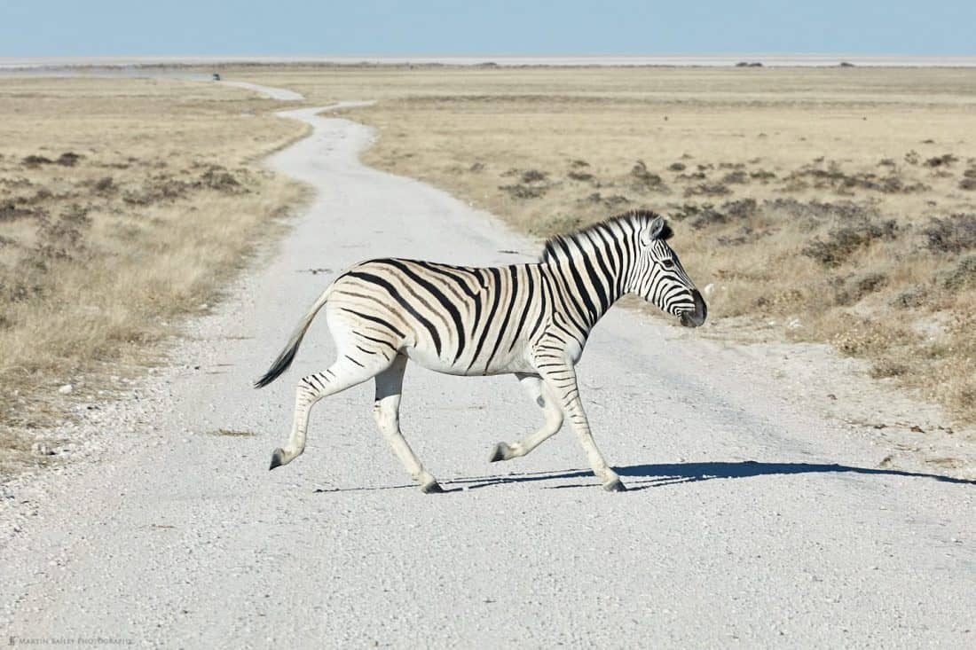 Zebra Crossing