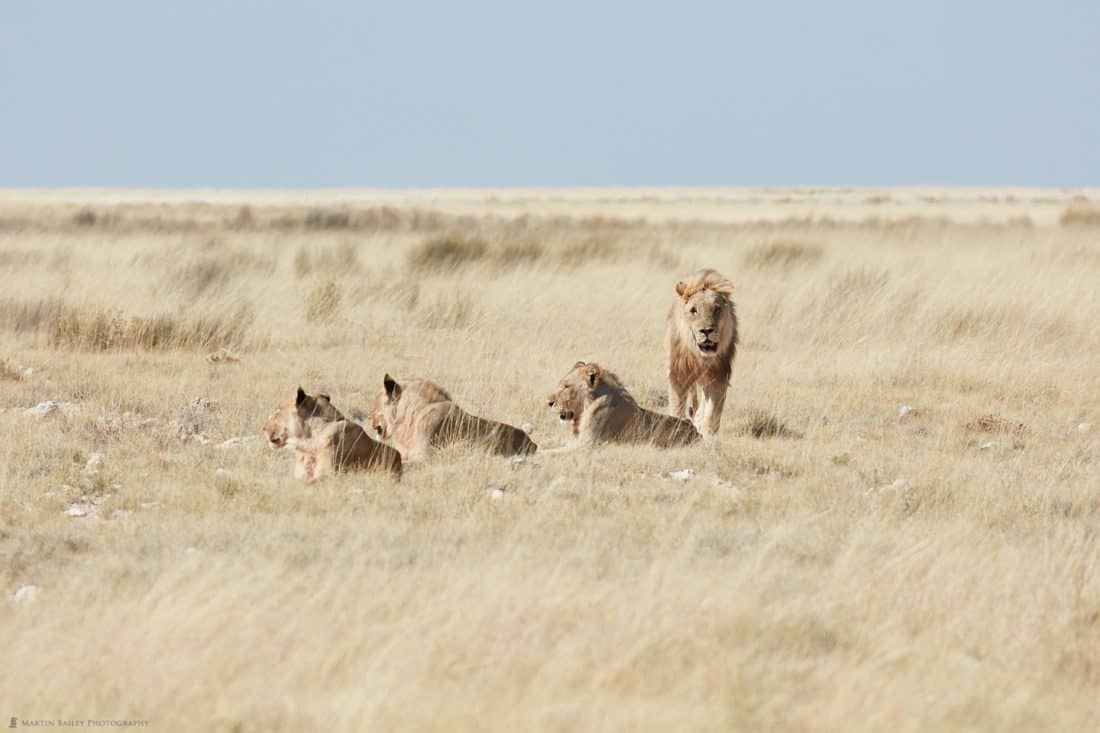 Weary Lions