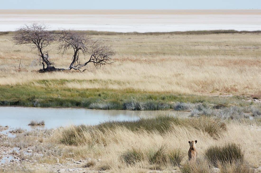 Lioness at Waterhole