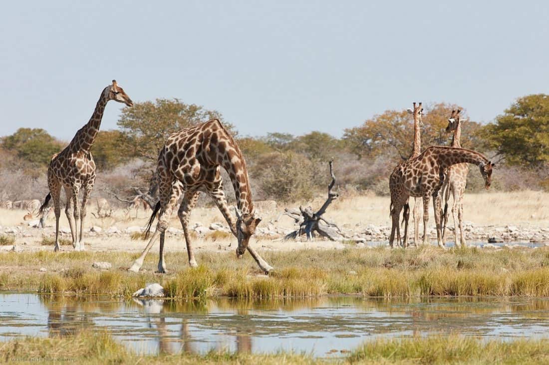 Giraffe Drinking