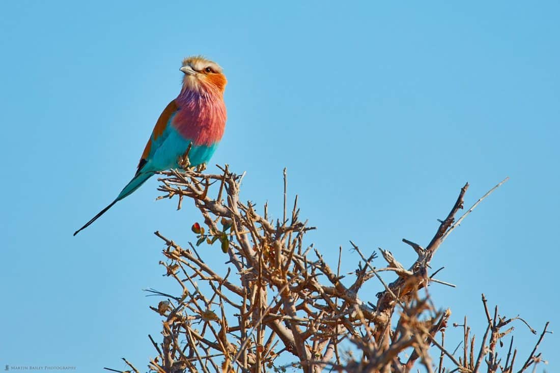 Lilac-breasted Roller