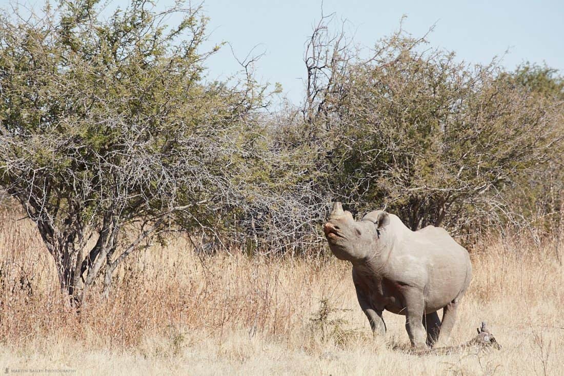 Black Rhino Flehming