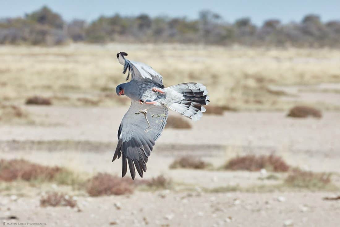 Southern Pale Chanting Goshawk Catching Skink