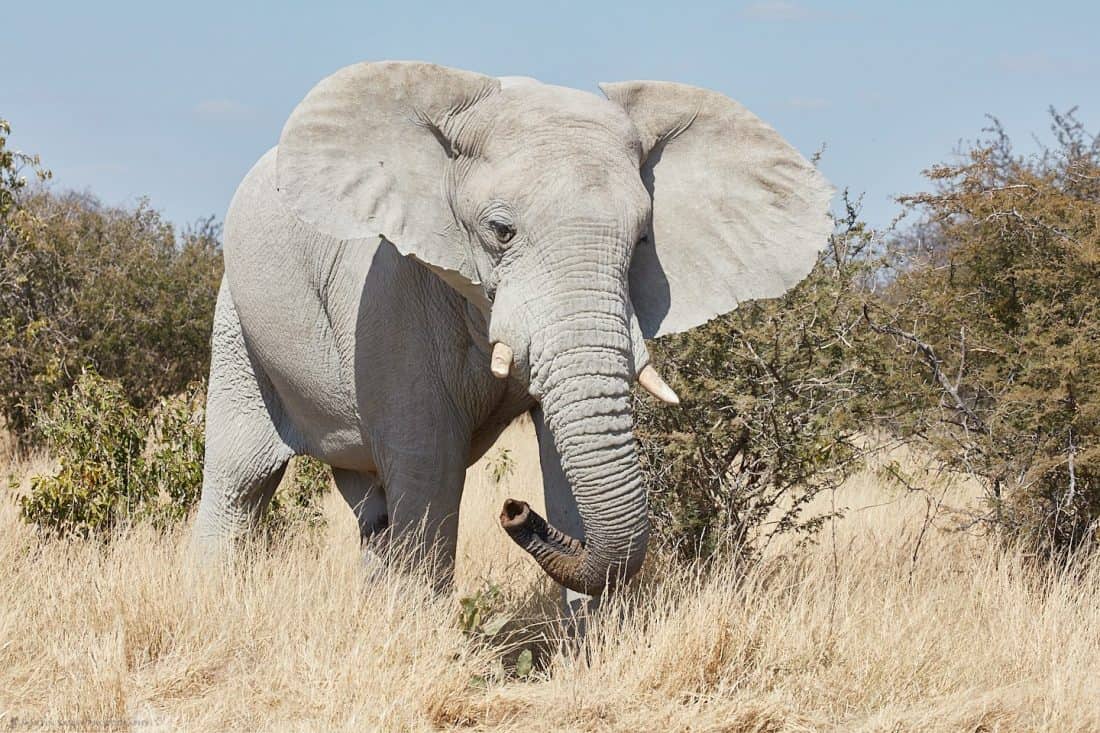 Elephant with Curled Trunk